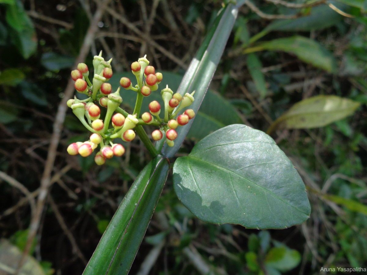 Cissus quadrangularis L.